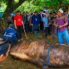 Prabowo Kurban Sapi seberat 1,5 ton di Pondok Pesantren As-Shogiri Bogor