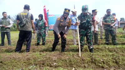 Dukung Swasembada Pangan, 1 Hektare Lahan di Desa Purwasari di Tanam Jagung