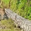 Benahi Infrastruktur, Pemdes Sukajaya Bangun TPT dan Betonisasi Jalan Lingkungan