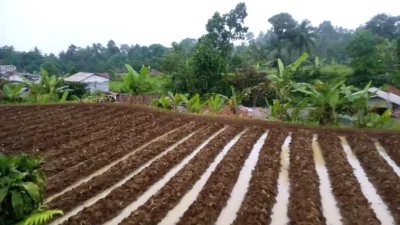 Potret Kehidupan Warga Desa Sukaharja Ciomas Kabupaten Bogor https://www.kobrapostonline.com/pemdes-sukaharja-ciomas-bangun-jalan-desa-gunakan-metode-sand-sheet/