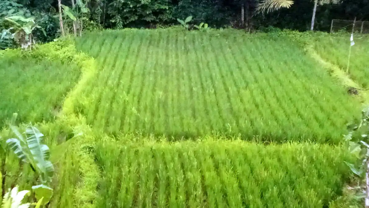Potret Kehidupan Warga Desa Sukaharja Ciomas Kabupaten Bogor https://www.kobrapostonline.com/pemdes-sukaharja-ciomas-bangun-jalan-desa-gunakan-metode-sand-sheet/