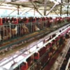 Pemdes Sukawening Kembangkan Peternakan Ayam Telur