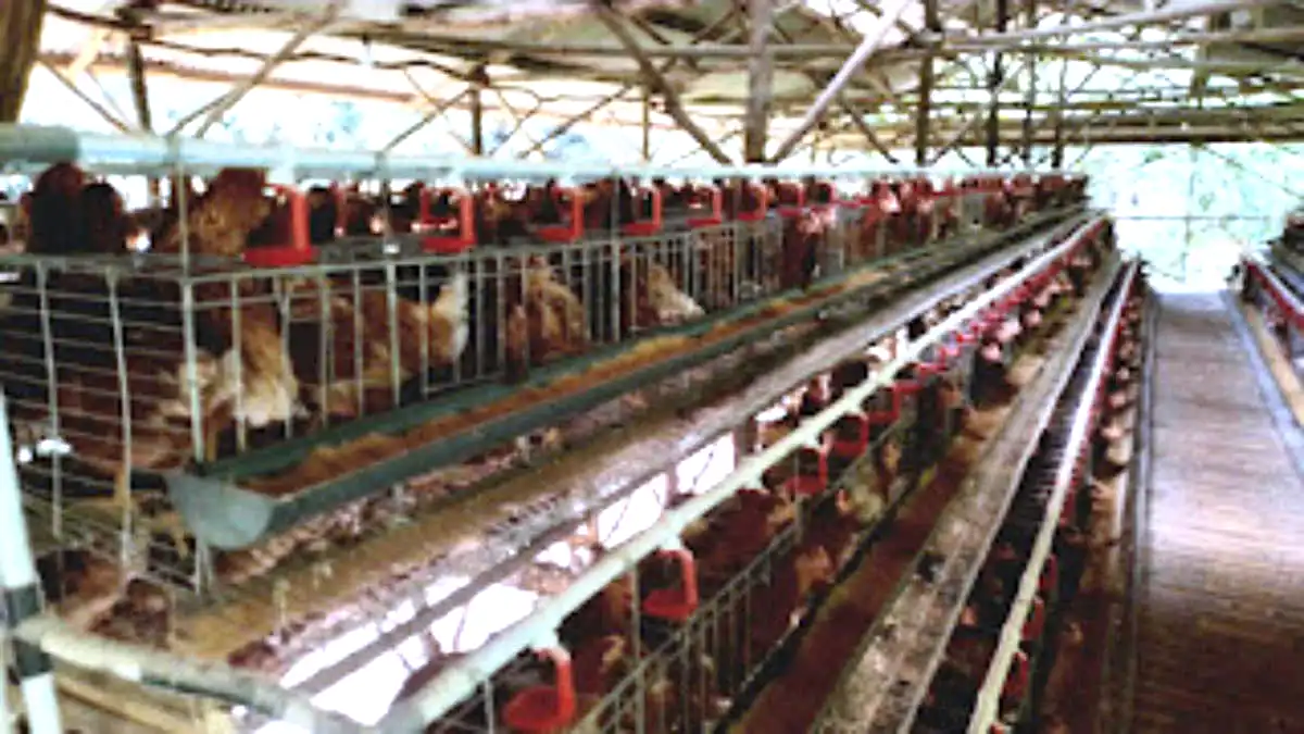 Pemdes Sukawening Kembangkan Peternakan Ayam Telur Pemdes Sukawening Kembangkan Peternakan Ayam Telur