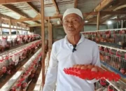 Program Ketahanan Pangan Desa Sukadamai Tetap Jalan! 1.000 Ayam & Domba Garut Bertahan Meski Dana Desa Minim Program Ketahanan Pangan Desa Sukadamai 2026 peternakan 1.000 ayam petelur di Dramaga Bogor