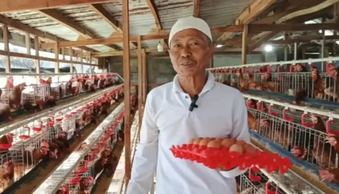 Program Ketahanan Pangan Desa Sukadamai Tetap Jalan! 1.000 Ayam & Domba Garut Bertahan Meski Dana Desa Minim