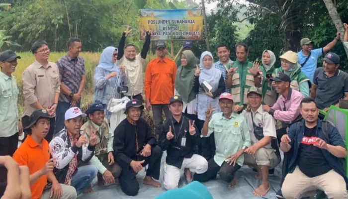 Panen Demplot PM AAS di Sukaharja, Penyuluh Pertanian Acep Ma’mun Meninggal Saat Bertugas